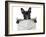 Newspaper Bulldog-Javier Brosch-Framed Photographic Print