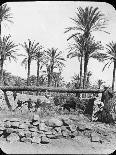 Camels Carrying Fodder, Egypt, C1890-Newton & Co-Photographic Print