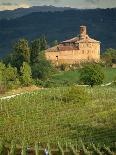Sangiovese Grapes, Chianti, Tuscany, Italy, Europe-Newton Michael-Framed Photographic Print