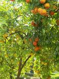 Sangiovese Grapes, Chianti, Tuscany, Italy, Europe-Newton Michael-Photographic Print