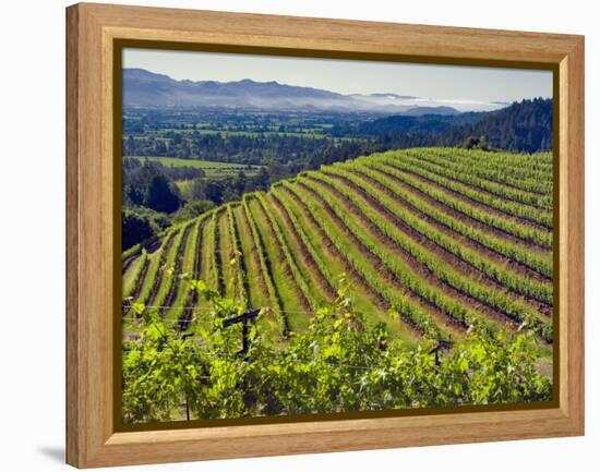 Newton Vineyard, Napa Valley, California, Usa-Janis Miglavs-Framed Premier Image Canvas