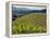 Newton Vineyard, Napa Valley, California, Usa-Janis Miglavs-Framed Premier Image Canvas