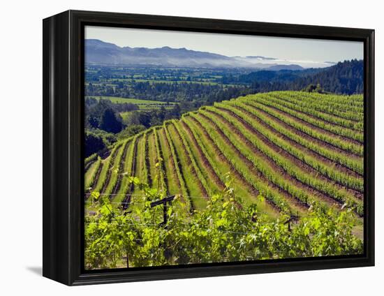 Newton Vineyard, Napa Valley, California, Usa-Janis Miglavs-Framed Premier Image Canvas