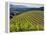 Newton Vineyard, Napa Valley, California, Usa-Janis Miglavs-Framed Premier Image Canvas