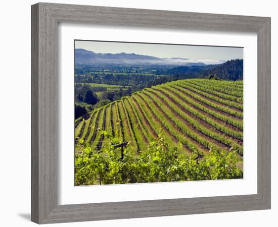 Newton Vineyard, Napa Valley, California, Usa-Janis Miglavs-Framed Photographic Print