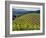 Newton Vineyard, Napa Valley, California, Usa-Janis Miglavs-Framed Photographic Print