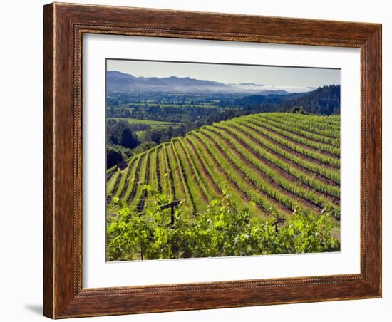 Newton Vineyard, Napa Valley, California, Usa-Janis Miglavs-Framed Photographic Print