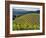 Newton Vineyard, Napa Valley, California, Usa-Janis Miglavs-Framed Photographic Print