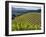 Newton Vineyard, Napa Valley, California, Usa-Janis Miglavs-Framed Photographic Print