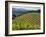 Newton Vineyard, Napa Valley, California, Usa-Janis Miglavs-Framed Photographic Print