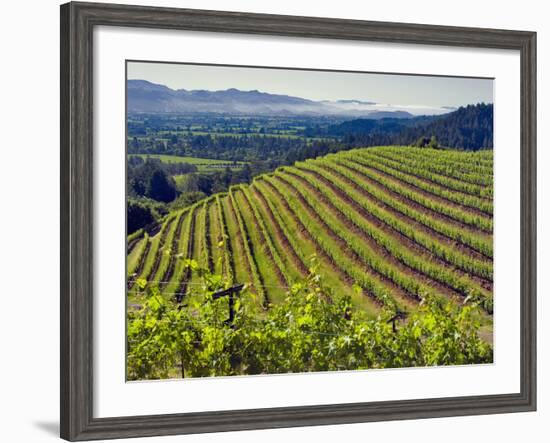 Newton Vineyard, Napa Valley, California, Usa-Janis Miglavs-Framed Photographic Print