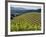 Newton Vineyard, Napa Valley, California, Usa-Janis Miglavs-Framed Photographic Print