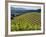 Newton Vineyard, Napa Valley, California, Usa-Janis Miglavs-Framed Photographic Print