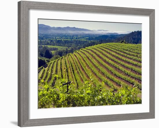 Newton Vineyard, Napa Valley, California, Usa-Janis Miglavs-Framed Photographic Print