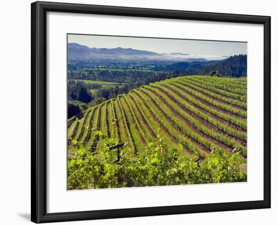 Newton Vineyard, Napa Valley, California, Usa-Janis Miglavs-Framed Photographic Print