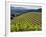 Newton Vineyard, Napa Valley, California, Usa-Janis Miglavs-Framed Photographic Print