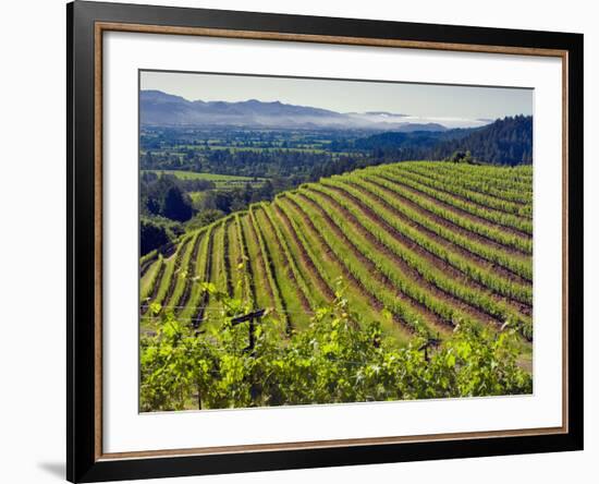 Newton Vineyard, Napa Valley, California, Usa-Janis Miglavs-Framed Photographic Print