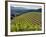 Newton Vineyard, Napa Valley, California, Usa-Janis Miglavs-Framed Photographic Print