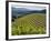 Newton Vineyard, Napa Valley, California, Usa-Janis Miglavs-Framed Photographic Print