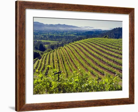 Newton Vineyard, Napa Valley, California, Usa-Janis Miglavs-Framed Photographic Print