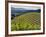 Newton Vineyard, Napa Valley, California, Usa-Janis Miglavs-Framed Photographic Print