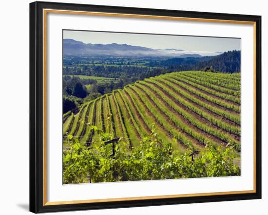 Newton Vineyard, Napa Valley, California, Usa-Janis Miglavs-Framed Photographic Print