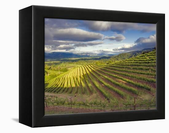 Newton Vineyard, Napa Valley, California, Usa-Janis Miglavs-Framed Premier Image Canvas