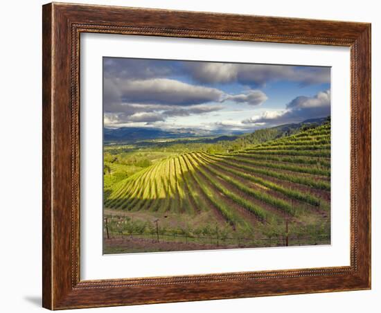 Newton Vineyard, Napa Valley, California, Usa-Janis Miglavs-Framed Photographic Print