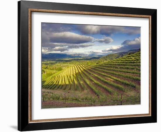 Newton Vineyard, Napa Valley, California, Usa-Janis Miglavs-Framed Photographic Print