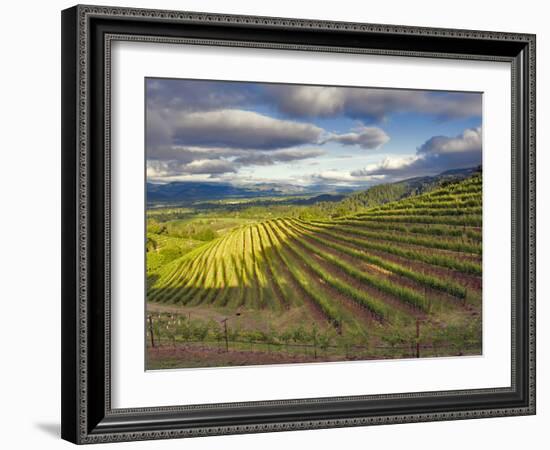 Newton Vineyard, Napa Valley, California, Usa-Janis Miglavs-Framed Photographic Print