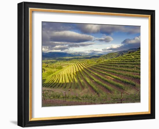 Newton Vineyard, Napa Valley, California, Usa-Janis Miglavs-Framed Photographic Print