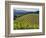 Newton Vineyard, Napa Valley, California, Usa-Janis Miglavs-Framed Photographic Print