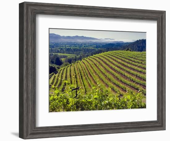 Newton Vineyard, Napa Valley, California, Usa-Janis Miglavs-Framed Photographic Print