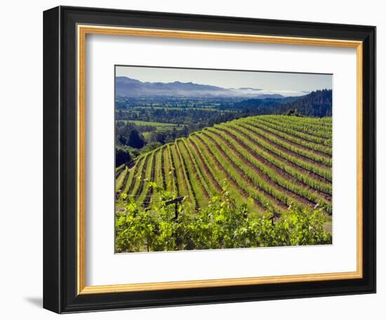 Newton Vineyard, Napa Valley, California, Usa-Janis Miglavs-Framed Photographic Print