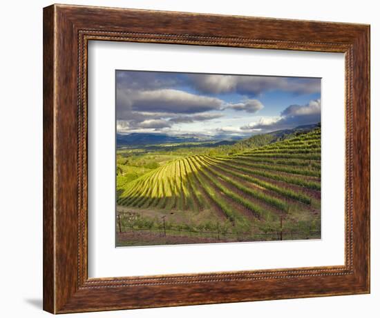 Newton Vineyard, Napa Valley, California, Usa-Janis Miglavs-Framed Photographic Print