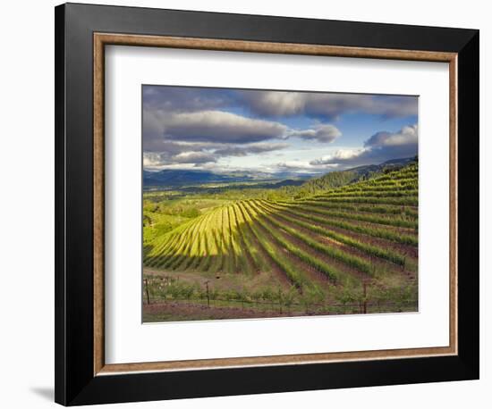 Newton Vineyard, Napa Valley, California, Usa-Janis Miglavs-Framed Photographic Print