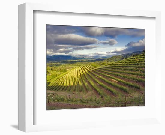 Newton Vineyard, Napa Valley, California, Usa-Janis Miglavs-Framed Photographic Print