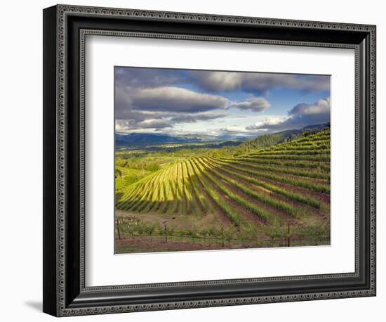 Newton Vineyard, Napa Valley, California, Usa-Janis Miglavs-Framed Photographic Print