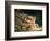 Newton-William Blake-Framed Giclee Print