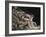 Newton-William Blake-Framed Giclee Print