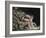 Newton-William Blake-Framed Giclee Print