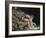 Newton-William Blake-Framed Giclee Print