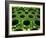 Nexus-Doug Chinnery-Framed Photographic Print