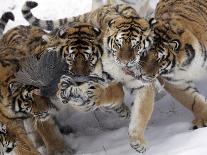 APTOPIX China Siberian Tigers-Ng Han Guan-Premium Photographic Print