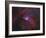 NGC 2264, the Cone Nebula Region-Stocktrek Images-Framed Photographic Print