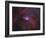 NGC 2264, the Cone Nebula Region-Stocktrek Images-Framed Photographic Print