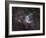 NGC 2359, Thor's Helmet in Canis Major-Stocktrek Images-Framed Photographic Print