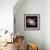 NGC 2440 Planetary Nebula, Hubble Image-null-Framed Premium Photographic Print displayed on a wall