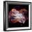 NGC 2440 Planetary Nebula, Hubble Image-null-Framed Premium Photographic Print