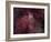 NGC 6188 is an Emission Nebula in Ara-Stocktrek Images-Framed Photographic Print